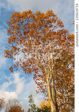 A plane tree with autumn leaves 120829718