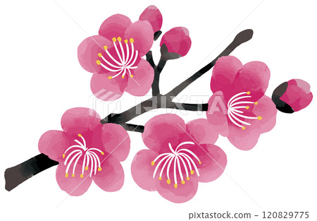 梅花枝水彩向量圖 梅花枝水彩向量圖 120829775