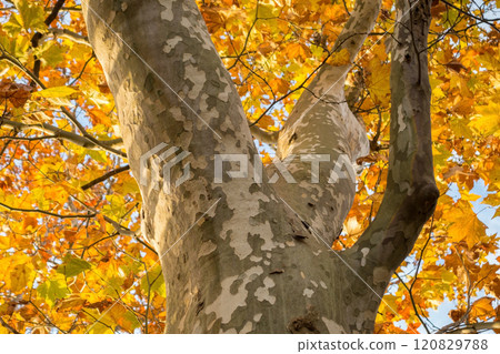 Autumn leaves of plane tree with mottled bark 120829788