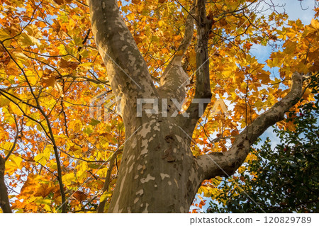 梧桐樹有秋天的葉子，斑駁的樹皮 120829789