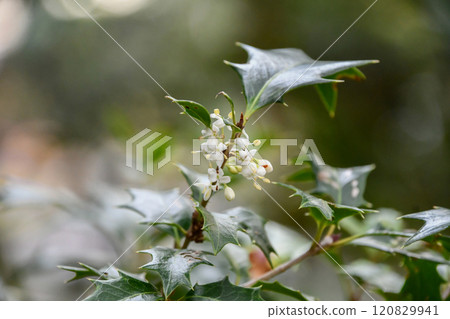 Hiiragi's flower 120829941