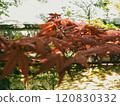 Autumn leaves 120830332