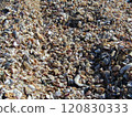 shells washed up on the shore 120830333
