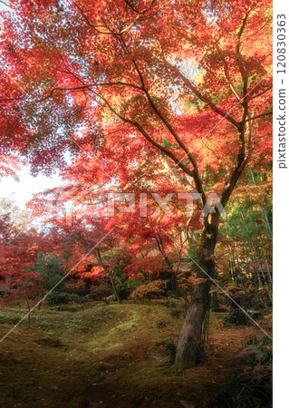 Chikusei City, Ibaraki Prefecture Autumn leaves at Saisho-ji Temple 120830363