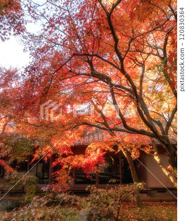 Chikusei City, Ibaraki Prefecture Autumn leaves at Saisho-ji Temple 120830364