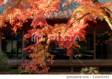 Chikusei City, Ibaraki Prefecture Autumn leaves at Saisho-ji Temple Chikusei City, Ibaraki Prefecture Autumn leaves at Saisho-ji Temple 120830365