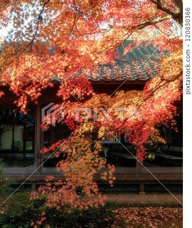 Chikusei City, Ibaraki Prefecture Autumn leaves at Saisho-ji Temple 120830366