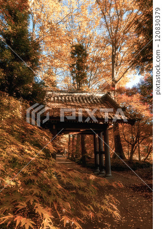 Chikusei City, Ibaraki Prefecture Autumn leaves at Saisho-ji Temple 120830379