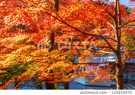 In front of Kiyotaki Station on the Keio Line in autumn: Autumn leaves bathed in the morning sun In front of Kiyotaki Station on the Keio Line in autumn: Autumn leaves bathed in the morning sun 120830470