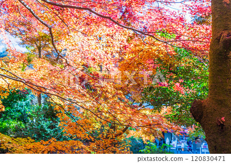 In front of Kiyotaki Station on the Keio Line in autumn: Autumn leaves bathed in the morning sun In front of Kiyotaki Station on the Keio Line in autumn: Autumn leaves bathed in the morning sun 120830471