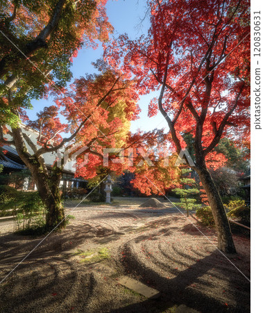 茨城縣:月山寺的大銀杏和紅葉 茨城縣:月山寺的大銀杏和紅葉 120830631
