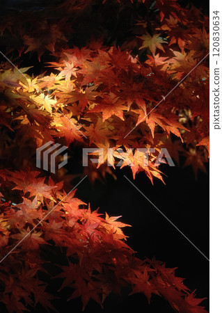 Ibaraki Prefecture: Ginkgo tree and autumn leaves at Gassanji Temple 120830634