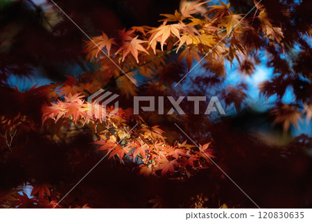 Ibaraki Prefecture: Ginkgo tree and autumn leaves at Gassanji Temple 120830635