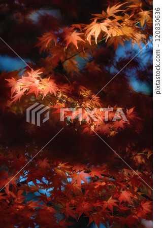 Ibaraki Prefecture: Ginkgo tree and autumn leaves at Gassanji Temple 120830636