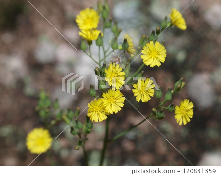 漂亮的黃色 tabirako 花 120831359