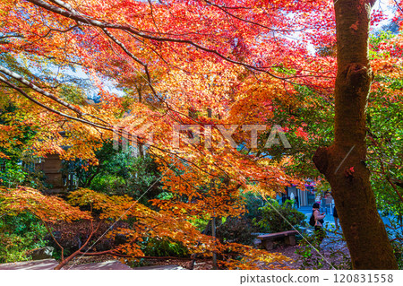 In front of Kiyotaki Station on the Keio Line in autumn: Autumn leaves bathed in the morning sun 120831558