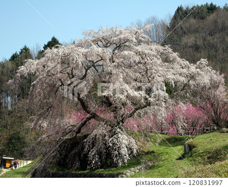Matabei Sakura 120831997