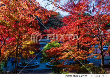 In front of Kiyotaki Station on the Keio Line in autumn: Autumn leaves bathed in the morning sun 120831998