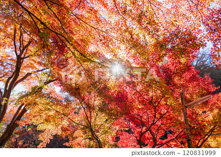 秋天的京王線清瀧站前，紅葉沐浴在朝陽下 120831999