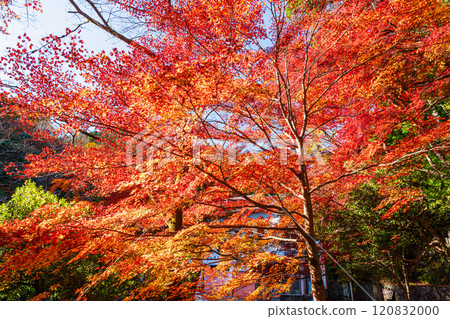 秋天的京王線清瀧站前，紅葉沐浴在朝陽下 120832000
