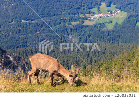 Alpine Ibex (Capra ibex) in habitat at Creux du Van, Neuchatel canton, Switzerland 120832031