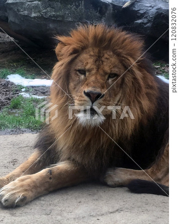 lion 120832076