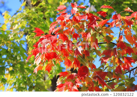 Acer buergerianum 秋葉 Acer buergerianum 秋葉 120832122