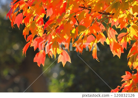 Autumn leaves of Acer buergerianum Autumn leaves of Acer buergerianum 120832126