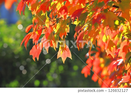 Autumn leaves of Acer buergerianum Autumn leaves of Acer buergerianum 120832127