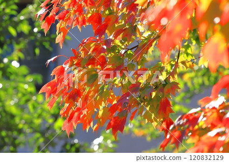 Autumn leaves of Acer buergerianum 120832129