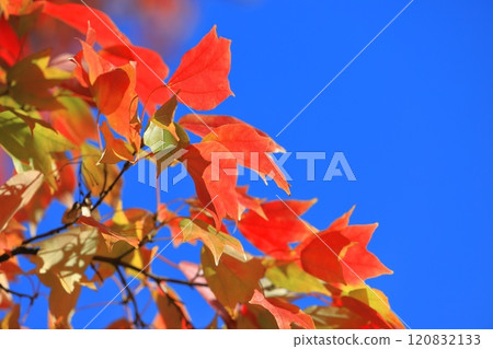 Acer buergerianum 秋葉 120832133