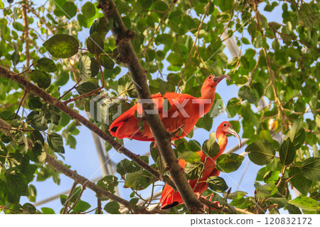 Scarlet ibis (Eudocimus ruber) on a tree Scarlet ibis (Eudocimus ruber) on a tree 120832172