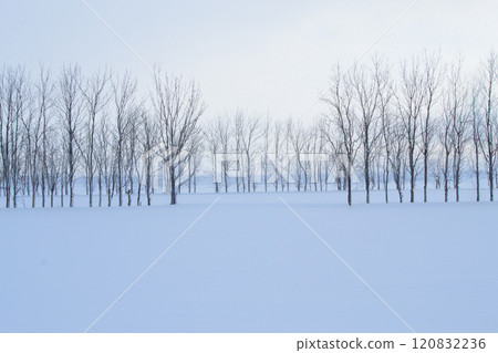 Snowy field, winter scenery, dead tree 120832236