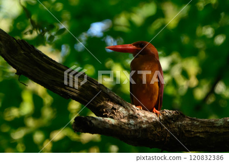 Ryukyu Kingfisher in the forest Ryukyu Kingfisher in the forest 120832386