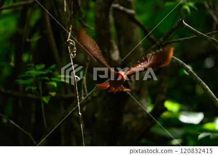 沖繩亞熱帶森林裡的野生鳥類 沖繩亞熱帶森林裡的野生鳥類 120832415