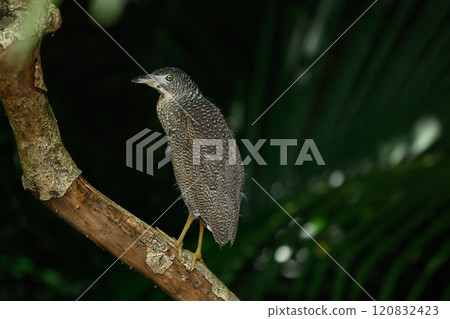 沖繩亞熱帶森林裡的野生鳥類 沖繩亞熱帶森林裡的野生鳥類 120832423