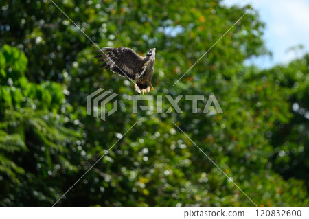 Wild Crested Serpent Eagle, Ishigaki Island, Okinawa Wild Crested Serpent Eagle, Ishigaki Island, Okinawa 120832600