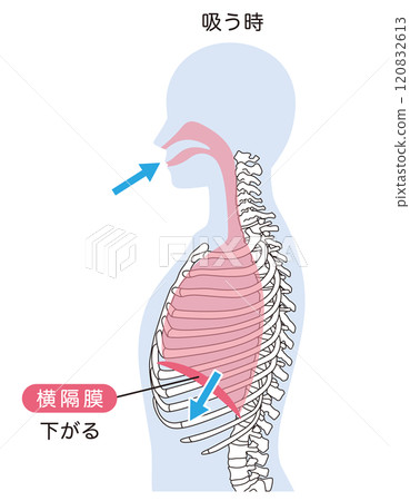 呼吸機制 膈肌 呼吸肌肉 呼吸機制 膈肌 呼吸肌肉 120832613