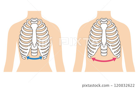 開放式肋骨 封閉式肋骨 開放式肋骨 封閉式肋骨 120832622