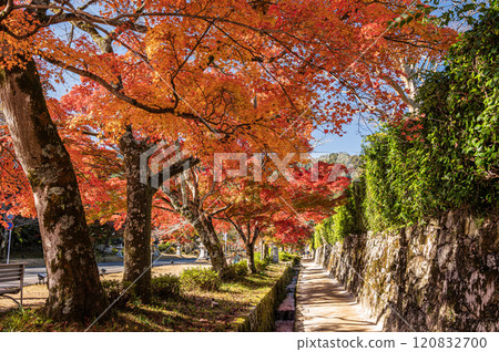 Autumn scenery in Sakamoto, Otsu City, Shiga Prefecture Autumn scenery in Sakamoto, Otsu City, Shiga Prefecture 120832700
