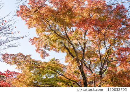 Late autumn in the forest of Sakamoto, Otsu City: Trees dyed in vibrant autumn colors 120832705