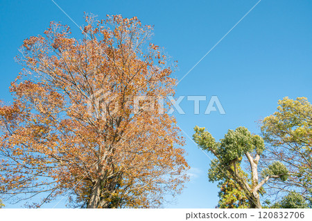 Sakamoto, Otsu City: Trees dyed in autumn colors 120832706