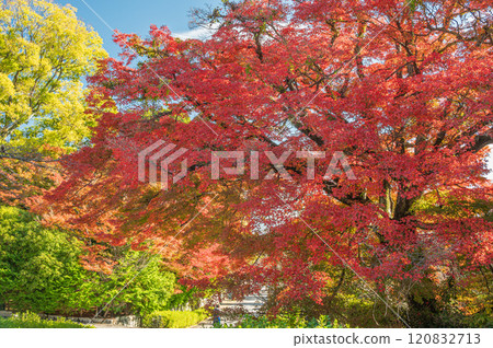 Late autumn in Sakamoto, Otsu City: Trees dyed in vibrant autumn colors Late autumn in Sakamoto, Otsu City: Trees dyed in vibrant autumn colors 120832713