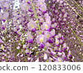 Colorful wisteria flowers 120833006