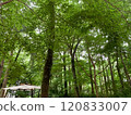 forest with green leaves 120833007