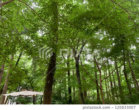forest with green leaves forest with green leaves 120833007