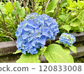 Blue hydrangea 120833008