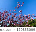 Cherry blossoms in full bloom shining in the blue sky 120833009