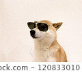 Dog with sunglasses 120833010