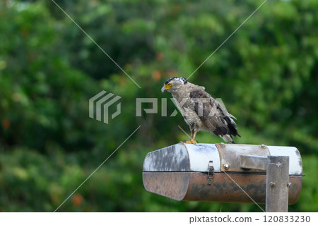 Wild Crested Serpent Eagle, Ishigaki Island, Okinawa 120833230